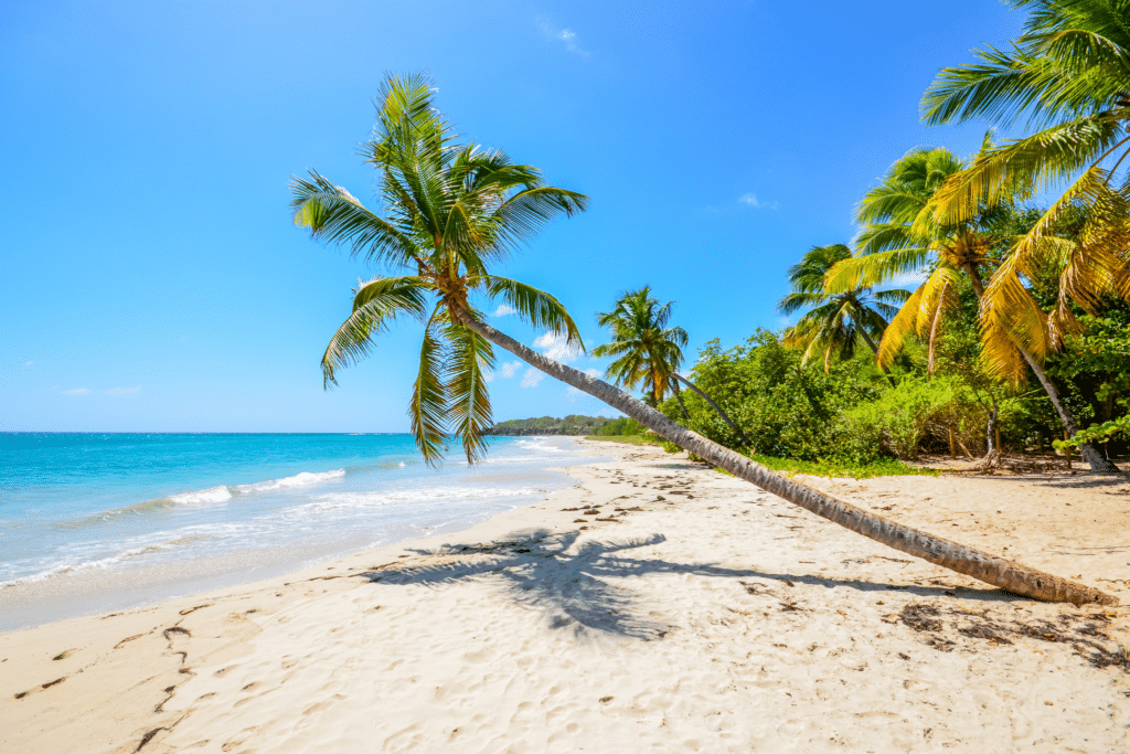 Que faire en Martinique ?